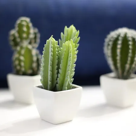 Hébergement de vacances Rodrigues Ponta Delgada